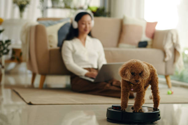 Cute small dog riding on robot vacuum cleaner
