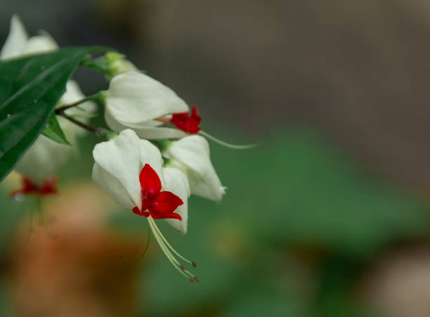 Close up Petals of Bleeding Heart Flower