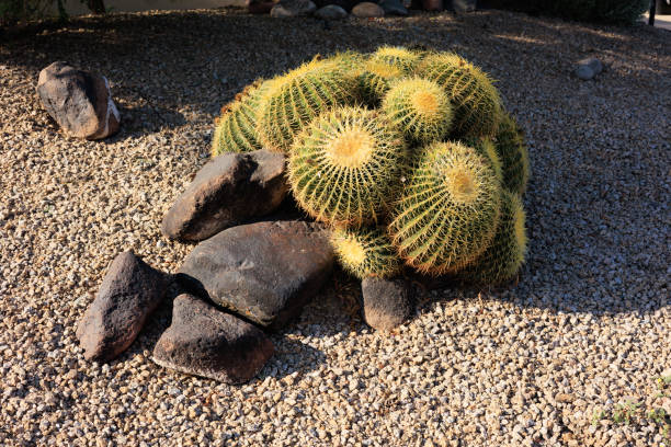 istock Arizona Golden Barrel Cacti in Spring 2154951052