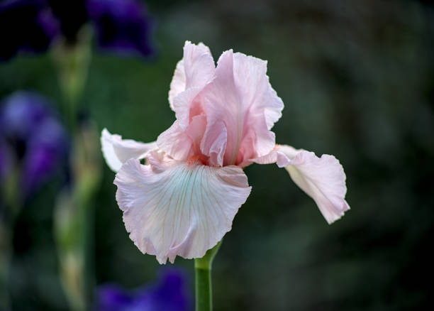 istock Light pink iris flower in garden 2154952980