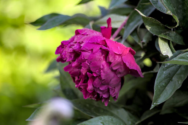 Pink peonies with morning dew close-up at sunrise