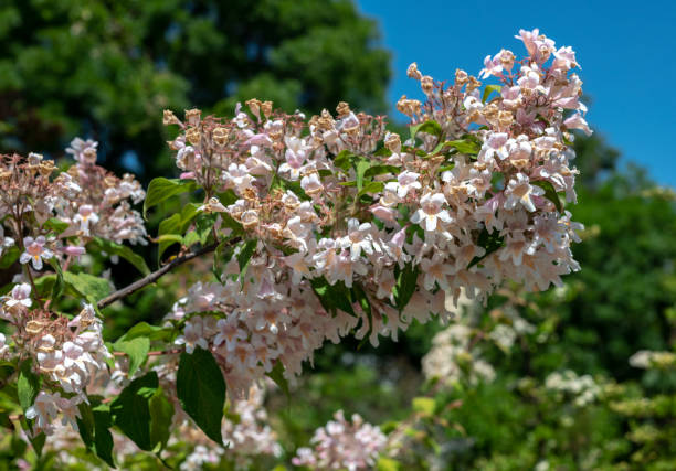 istock Blooming white beauty bush in a garden 2154953100