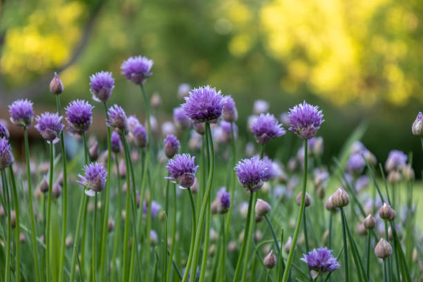 istock Blooming chives with bokah background 2154953306