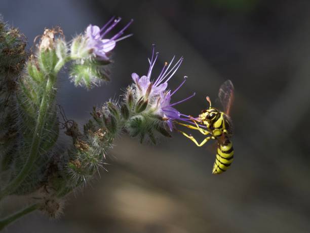 istock Yellow wasp at purple flower 2154955595