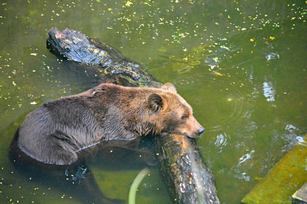 isolated grizzly bear sleeping on a tree trunk in the pond. Full body is in the water and bear resting calmly. Dirty water in the background of a zoo. Wildlife animal habitat photo.