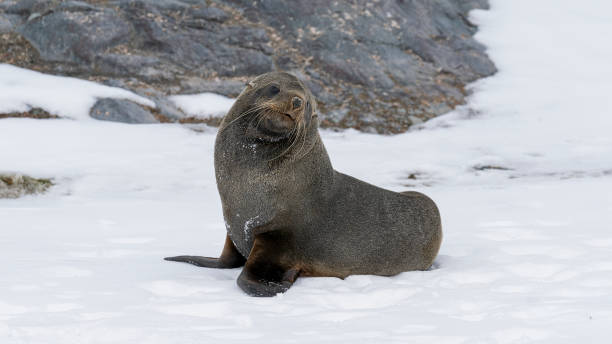 istock Two young antarctic fur seals playing fighting on the rocks. 2154960319