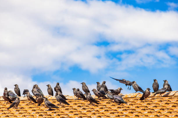 Western jackdaws on a roof in the summer
