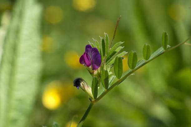 Common vetch, or Tare flower