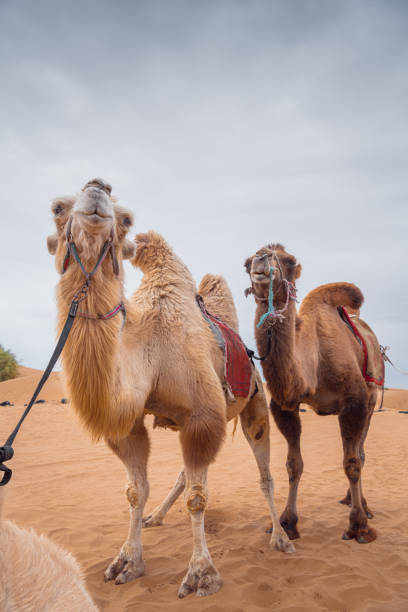 portrait of a camel head close-up against desert sand background