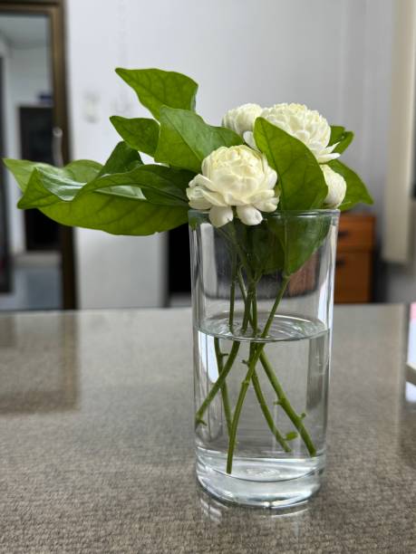 istock White jasmine flowers placed in a clear glass 2154964951