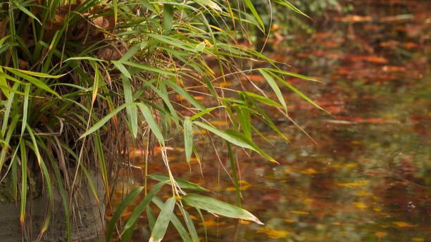 istock Thin branches of reeds are bent towards a stream in which yellow leaves float. 2154965042