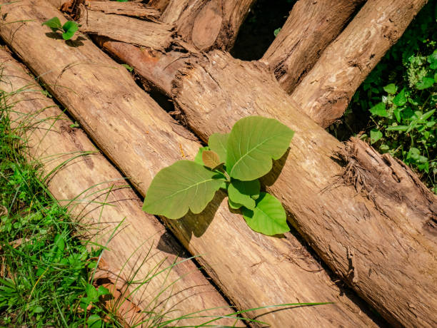 teak tree leaves that grow on tree trunks that have been cut down