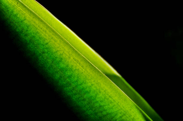 leaves of the sun