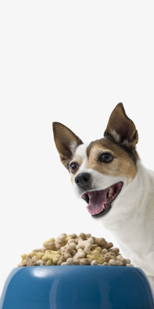 istock Jack Russell terrier on white background 2154966387