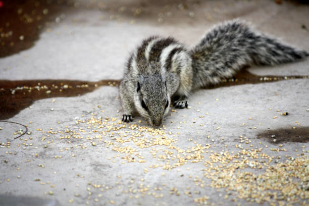 Indian palm squirrel (Funambulus palmarum) feasting on tasty morsel : (pix Sanjiv Shukla)