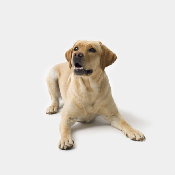 istock Portrait of Labrador Retriever on white background 2154966474