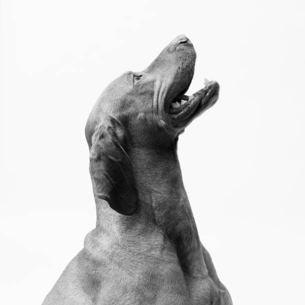 istock Dog hungarian Vizsla isolated on white background 2154966528