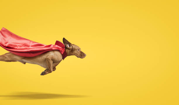Dog hungarian Vizsla isolated on yellow background