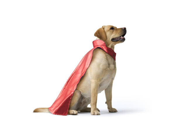 istock Superdog Labrador  in red superhero cape 2154966574