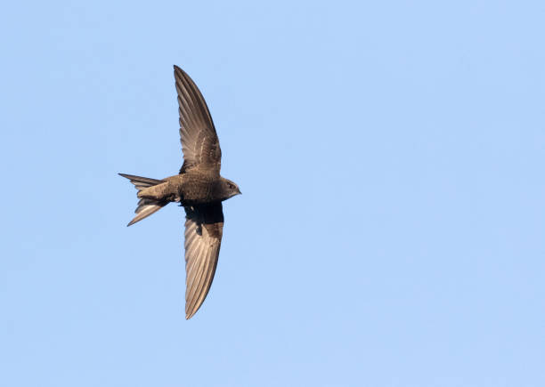 istock Common swift, Apus apus. A bird flies against a blue sky 2154966797