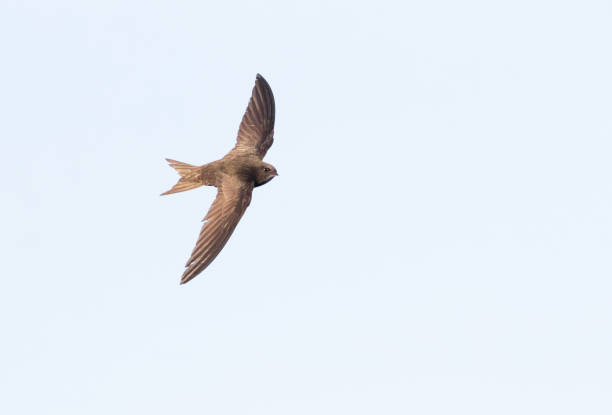 istock Common swift, Apus apus. A bird flying on a white background, isolated 2154966865