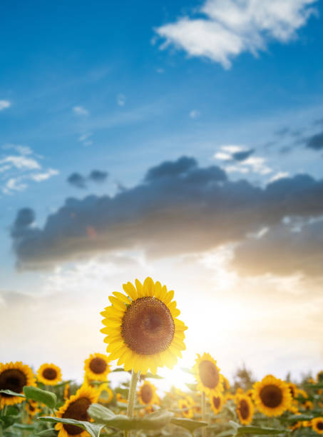 Sunflowers blooming in the field