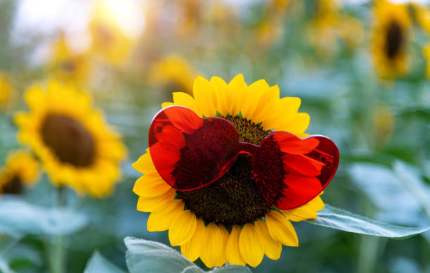 Blooming sunflower with sunglasses in the field