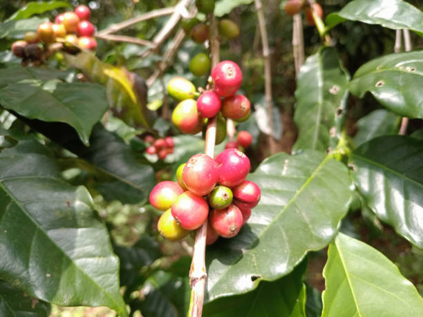 istock close up of red Arabica coffee berries on the tree 2154968551