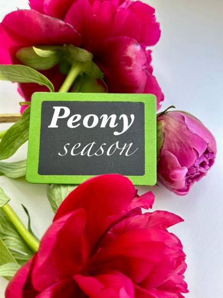 istock Pink peony flowers 2154969090