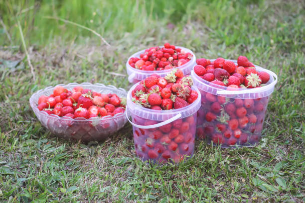 istock Fresh ripe organic strawberry. 2154969189