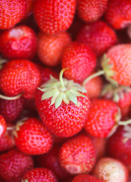 Strawberries lined up.