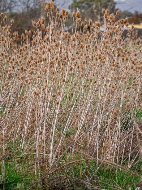 istock Parched Thistle Wildflowers and Dry Grasslands 2154969836