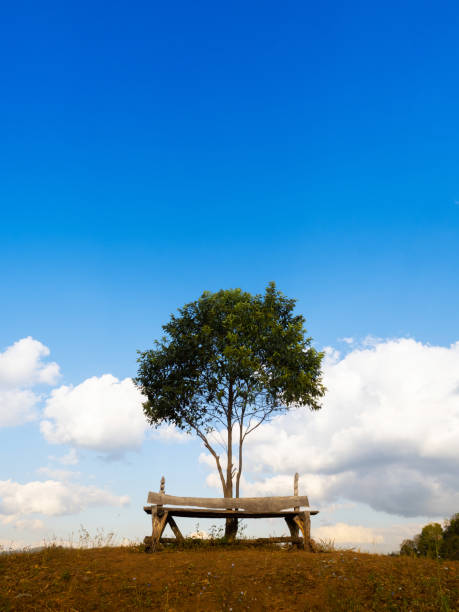 Wooden bench seat and lone tree on Mountain grass hills under blue sky and clouds in evening in Chiangmai