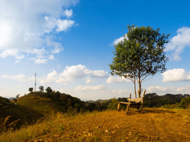 Wooden bench seat and lone tree on Mountain grass hills under blue sky and clouds in evening in Chiangmai