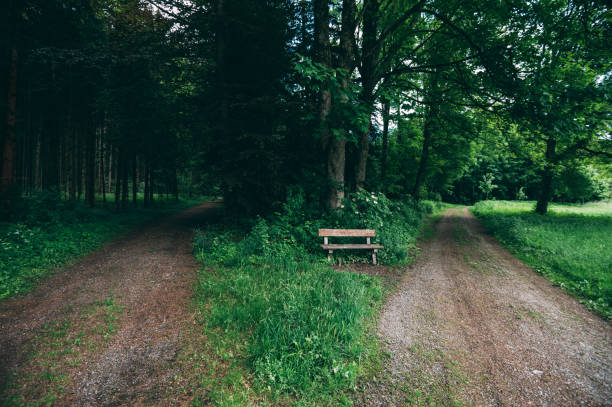 Panoramic view a natural forest park