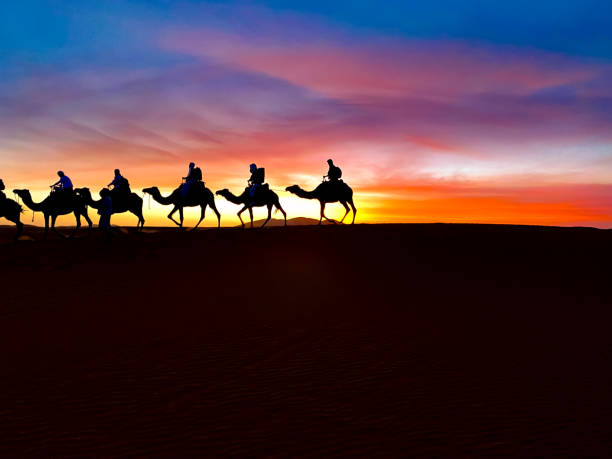 istock Desert Caravan: Camels in the Sunset 2154972753