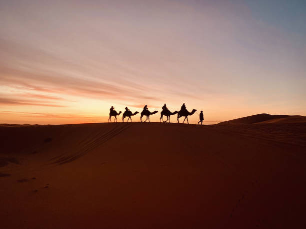 istock Desert Caravan: Camels in the Sunset 2154972756