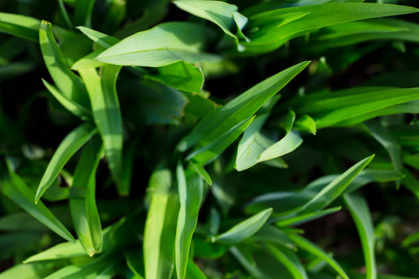 Green grass seamless texture. Green grass background texture. Field of fresh green grass texture as a background, top view, horizontal. Artificial green grass texture for background.