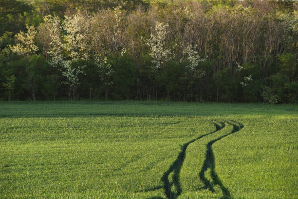 Green agricultural field with vehicle tracks