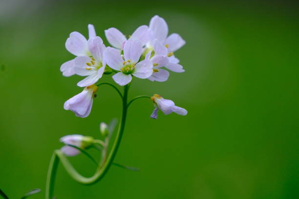 Meadow cress flowers bloom beautifully in the field, a tasty and healthy herb