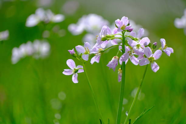 istock Meadow cress blooms beautifully in the field 2154974675