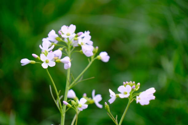 istock Meadow cress blooms beautifully in the field 2154974717