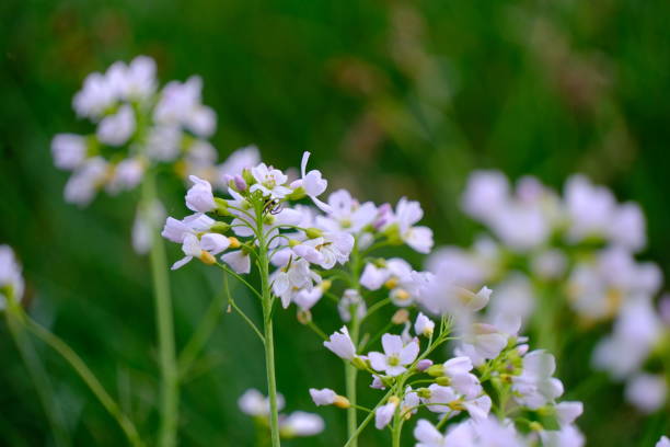 istock Meadow cress blooms beautifully in the field 2154974718