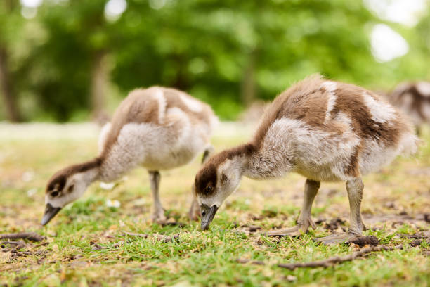 High resolution photo of young Egyptian geese photographed in Hyde Park in London during the day