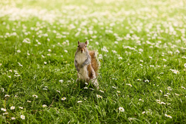 High resolution photo of a young squirrel High resolution photo of a young squirrel photographed in Hyde Park, London during the day hyde park flowers stock pictures, royalty-free photos & images