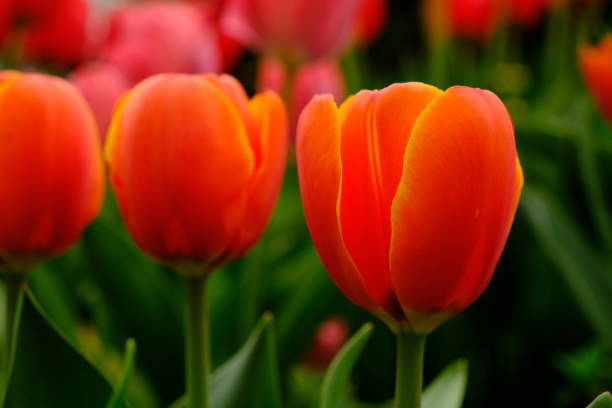 istock Beautiful tulip flowers 2154975738