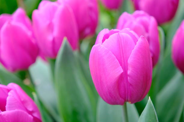 istock Beautiful tulip flowers 2154976034
