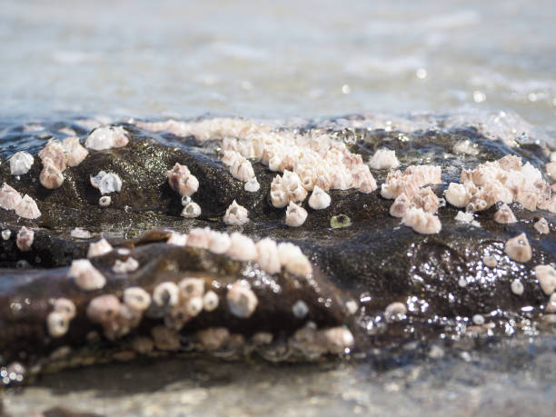 Sea aphid on a rock hump