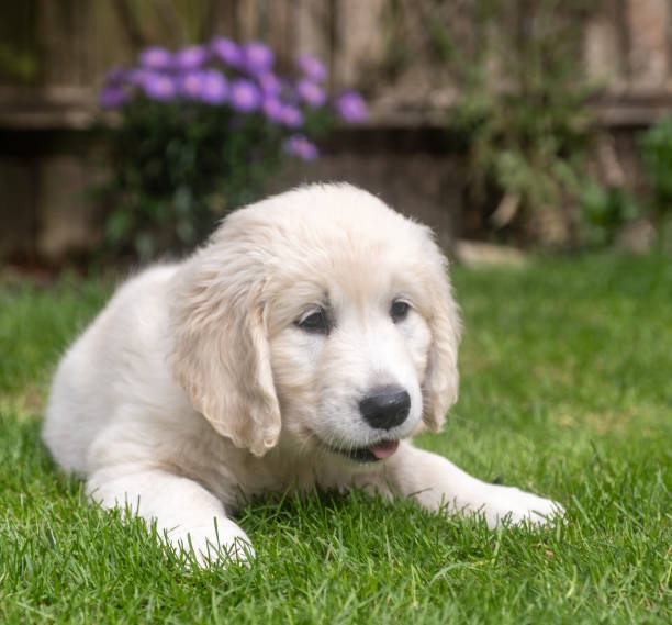 istock Daisy dog in the garden at 9 1/2 weeks. 2154977612