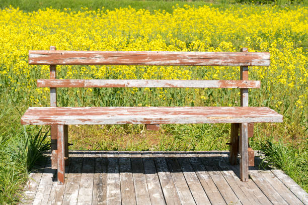 Wooden bench in a rapeseed field